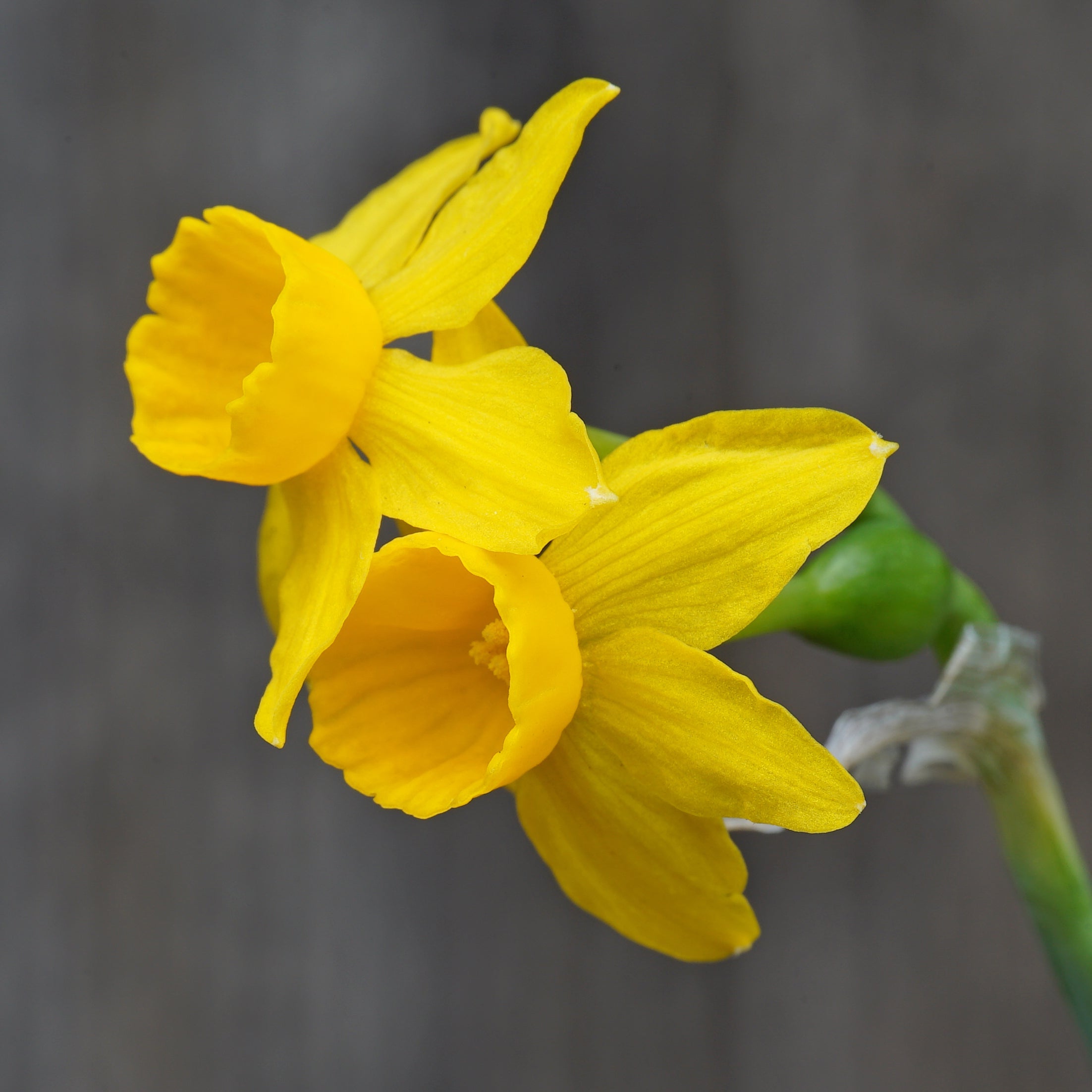 cuatrecasasii - Special Narcissus - Fluwel