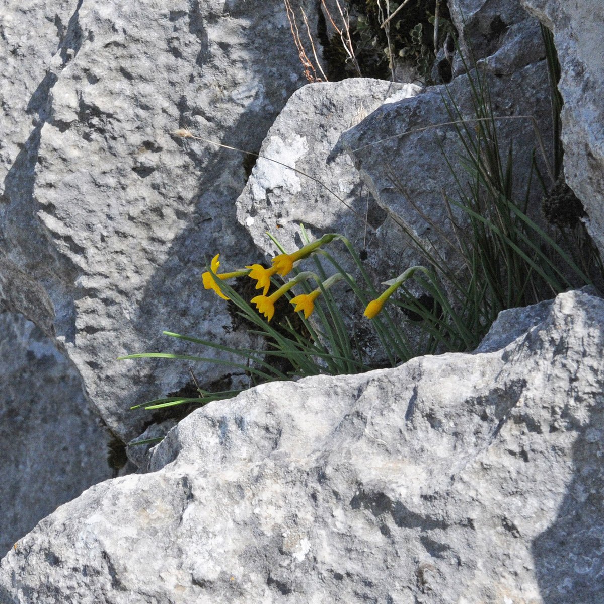 cuatrecasasii - Special Narcissus - Fluwel