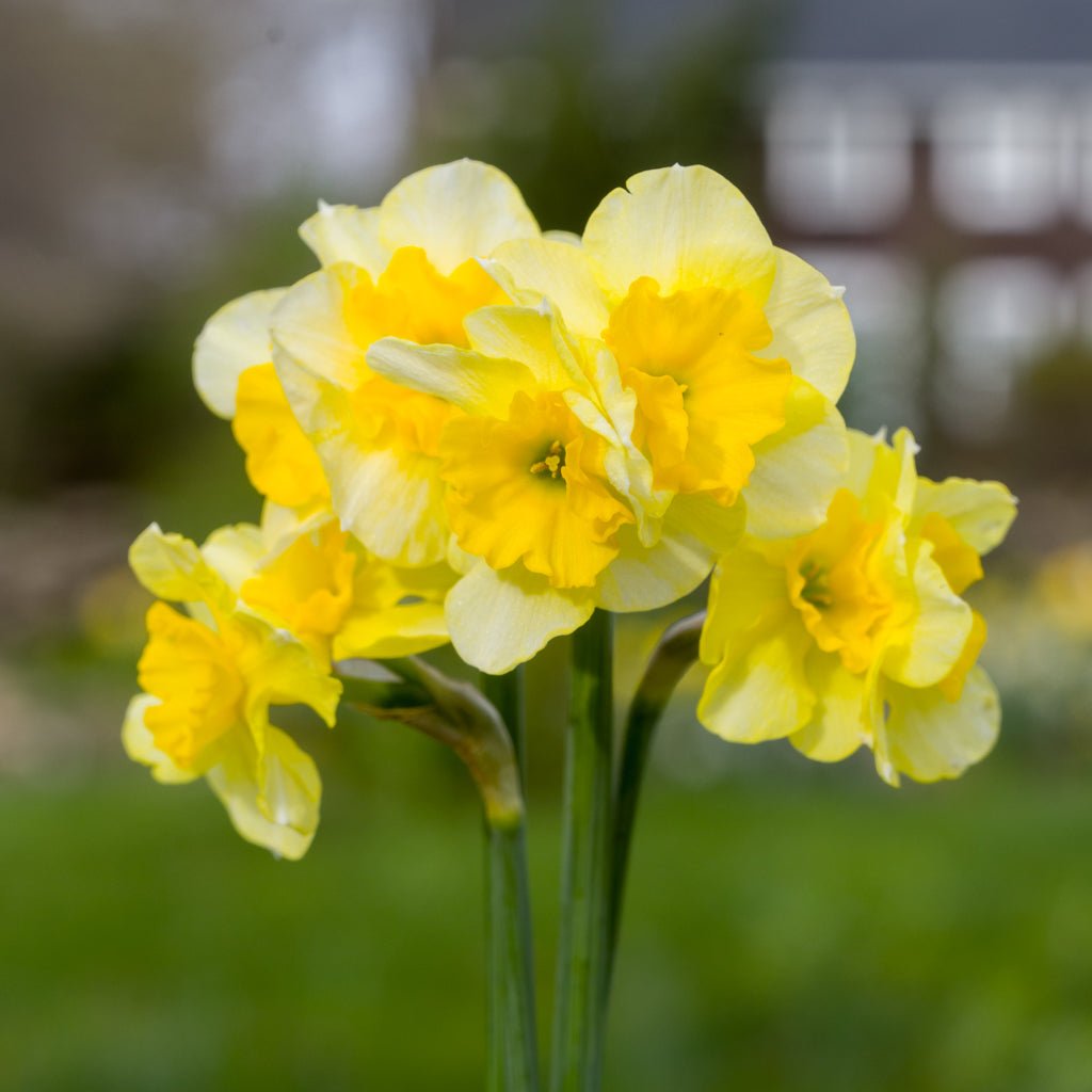Curlylocks - Special Narcissus - Fluwel