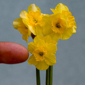 Curlylocks - Special Narcissus - Fluwel