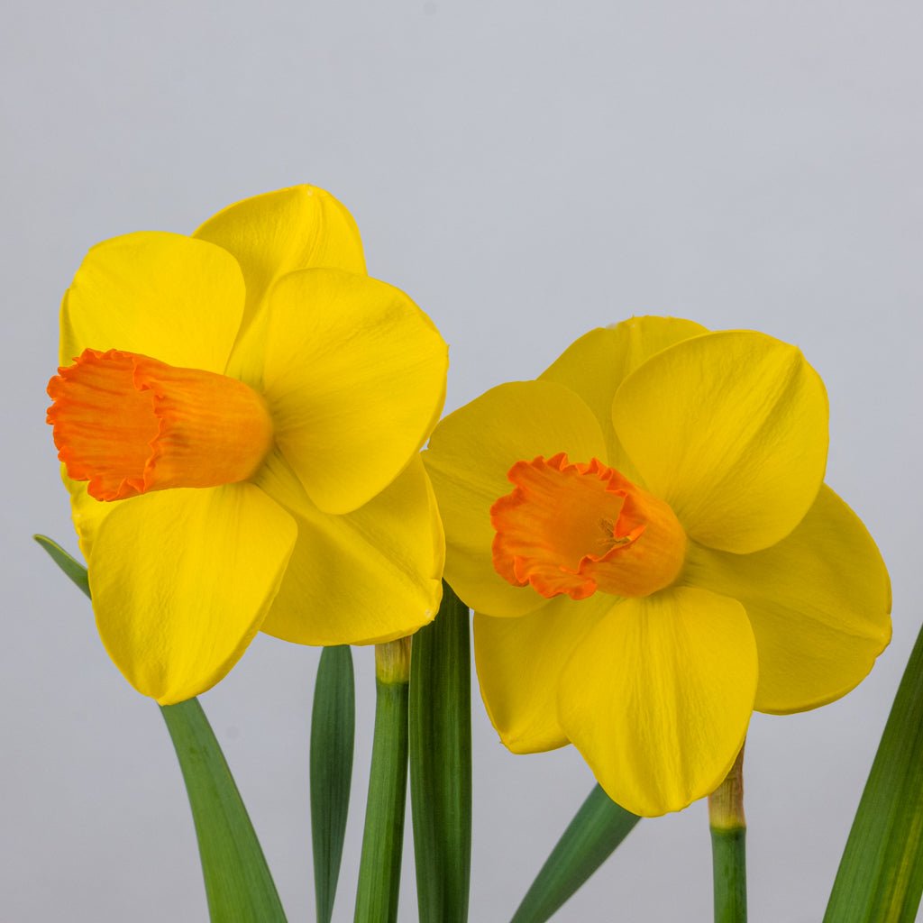 Cutting Edge - Special Narcissus - Fluwel