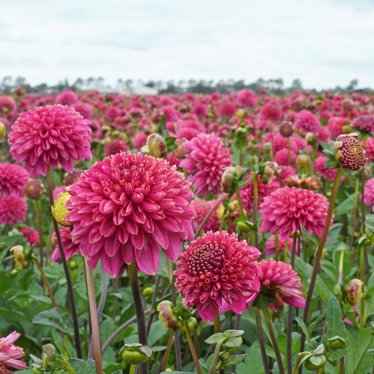 Dahlia Alyshia - Dahlias - Fluwel