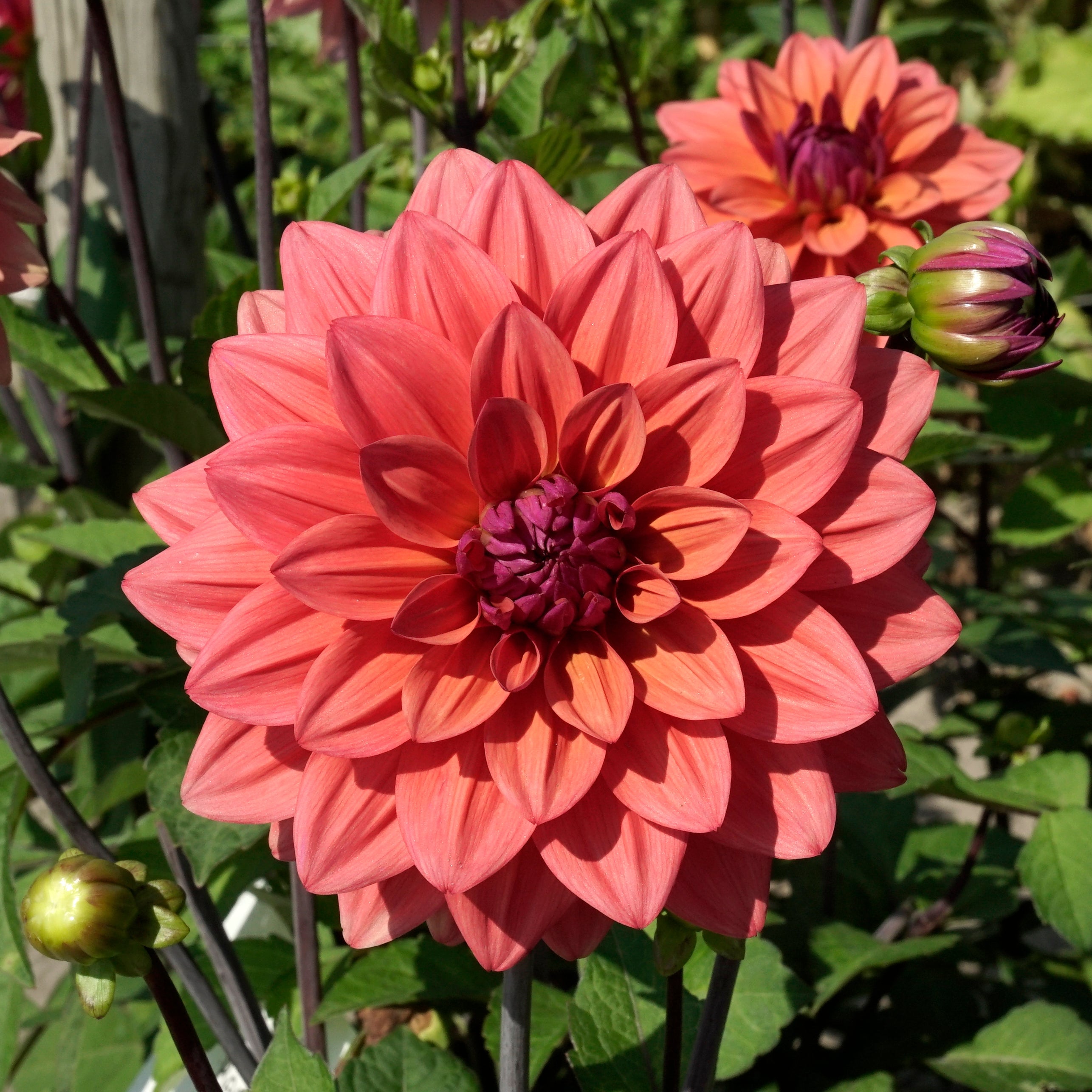 Dahlia American Dawn - Dahlias - Fluwel