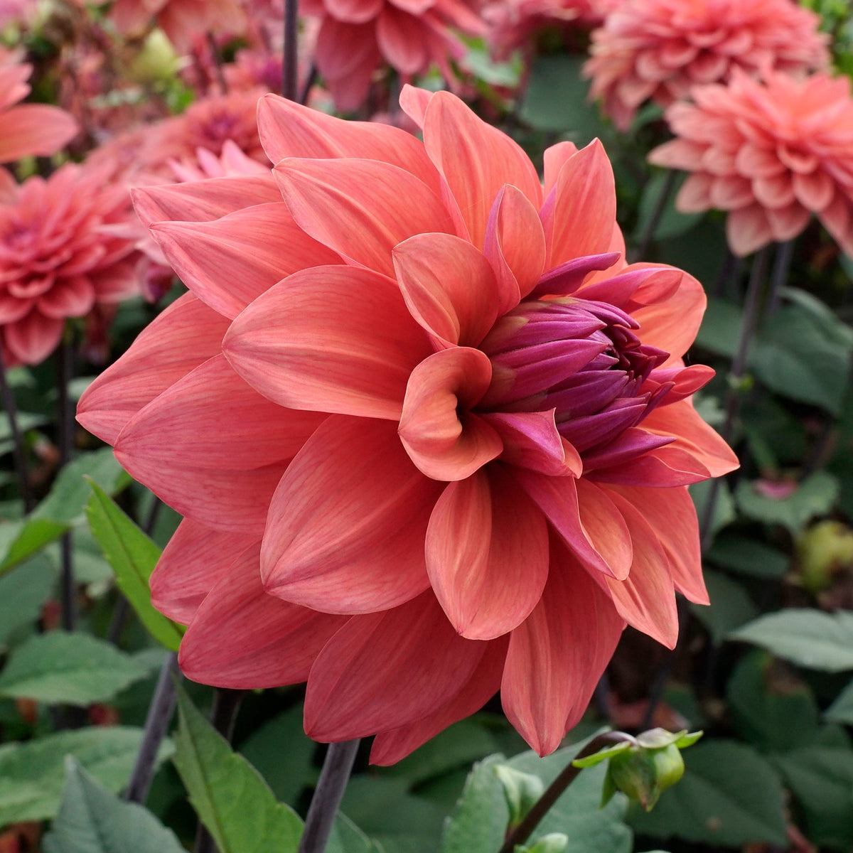 Dahlia American Dawn - oranje dahlia - Fluwel