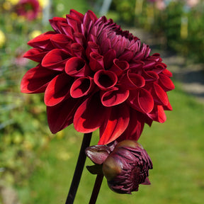 Dahlia Baccara - Dahlias - Fluwel