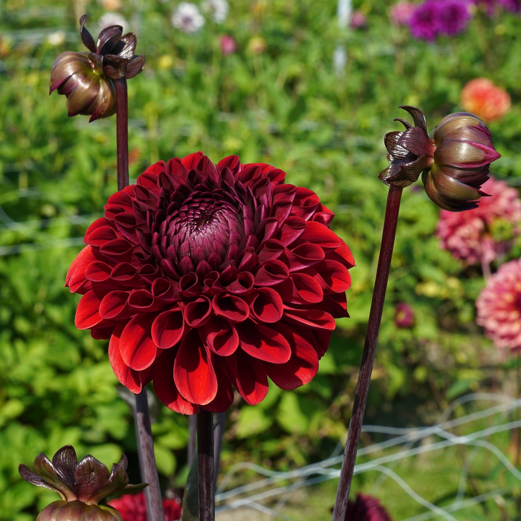 Dahlia Baccara - Dahlias - Fluwel