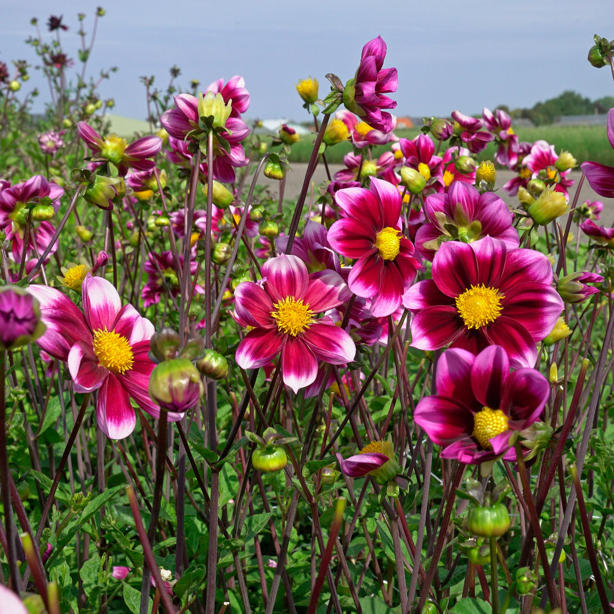 Dahlia Bashful - meerkleurige dahlia - Fluwel