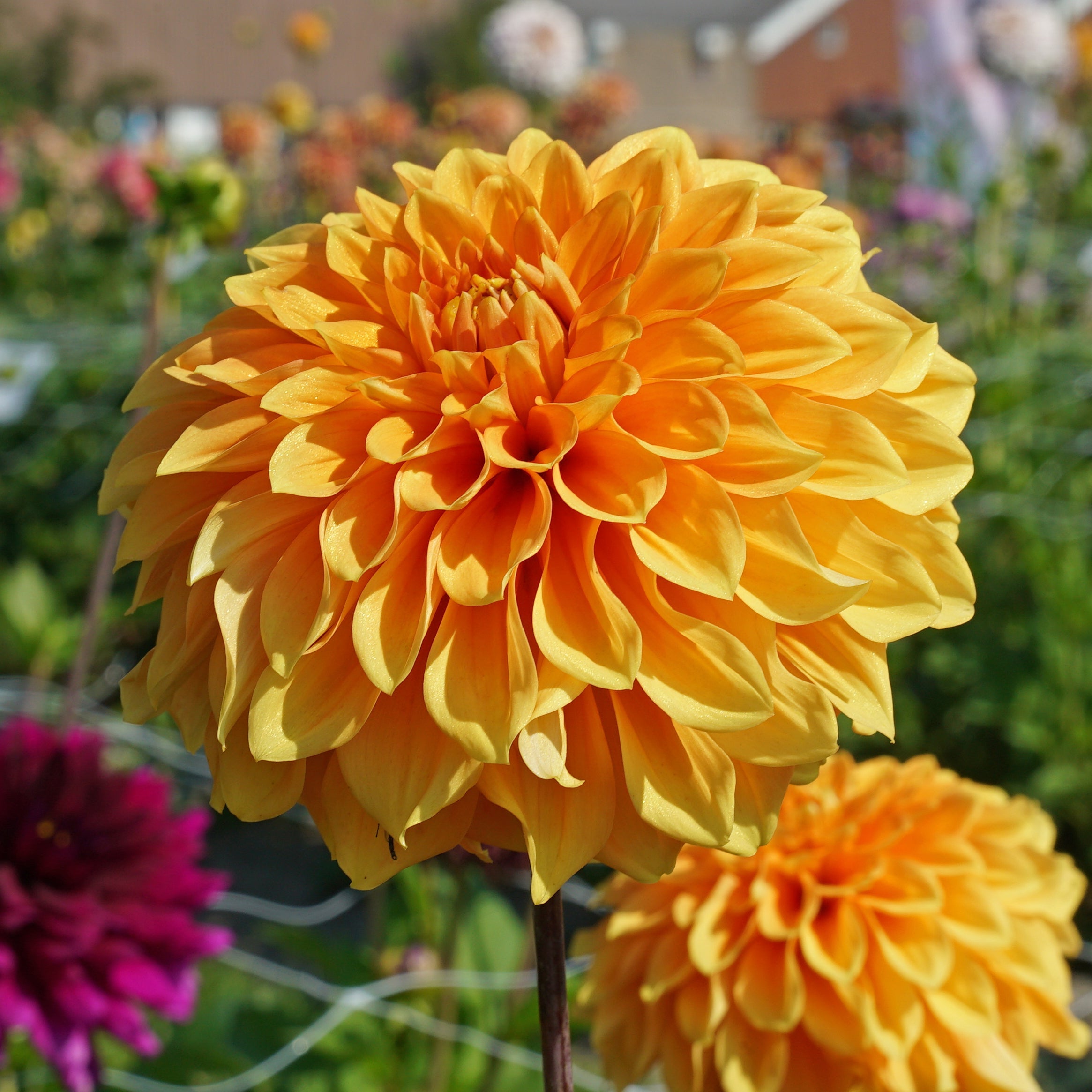 Dahlia Bizon Brons - gele dahlia - Fluwel