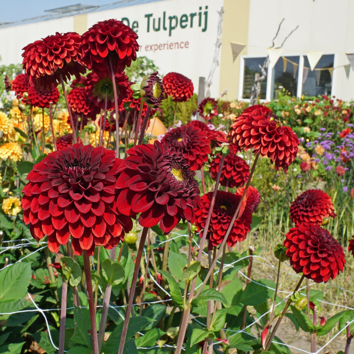 Dahlia Bizon Red - rode dahlia - Fluwel