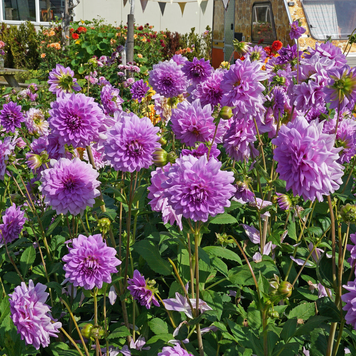 Dahlia Blue Boy - lila dahlia - Fluwel