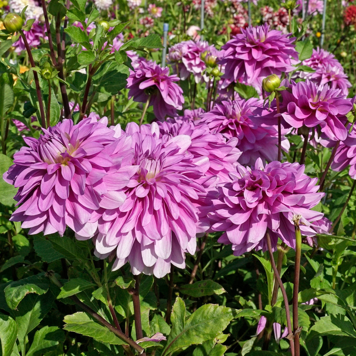 Dahlia Bluetiful - Dahlias - Fluwel