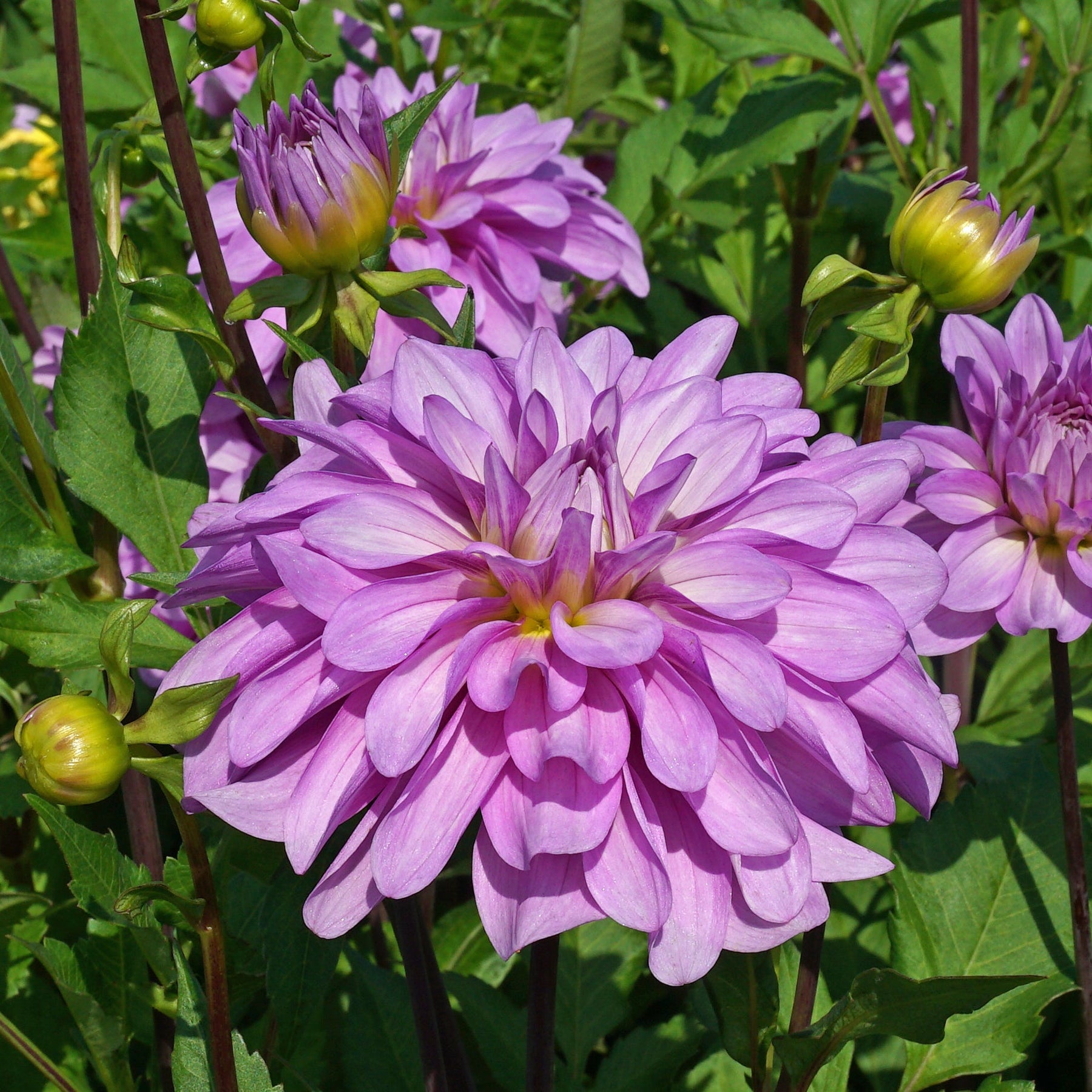 Dahlia Bluetiful - Dahlias - Fluwel