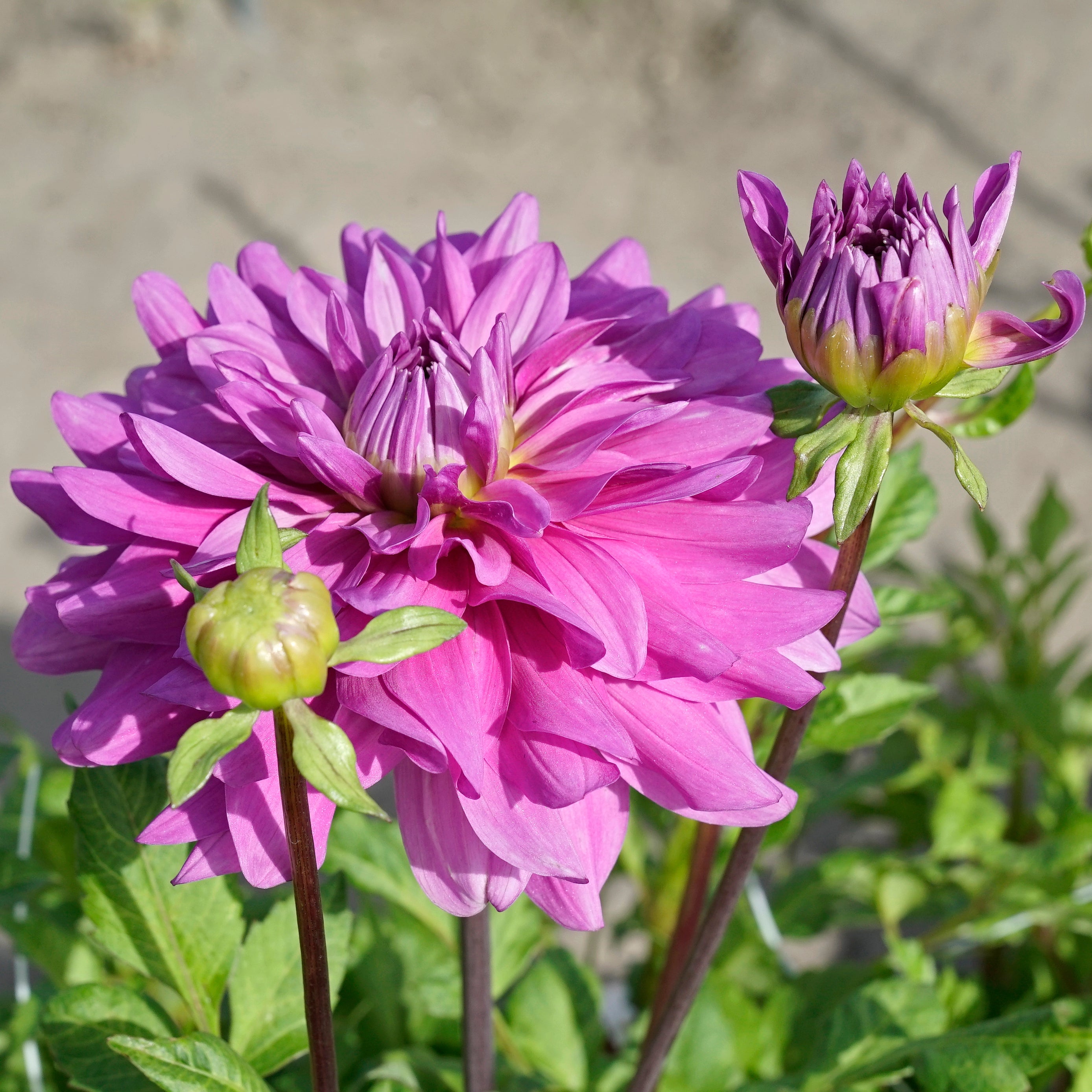 Dahlia Bluetiful - Dahlias - Fluwel