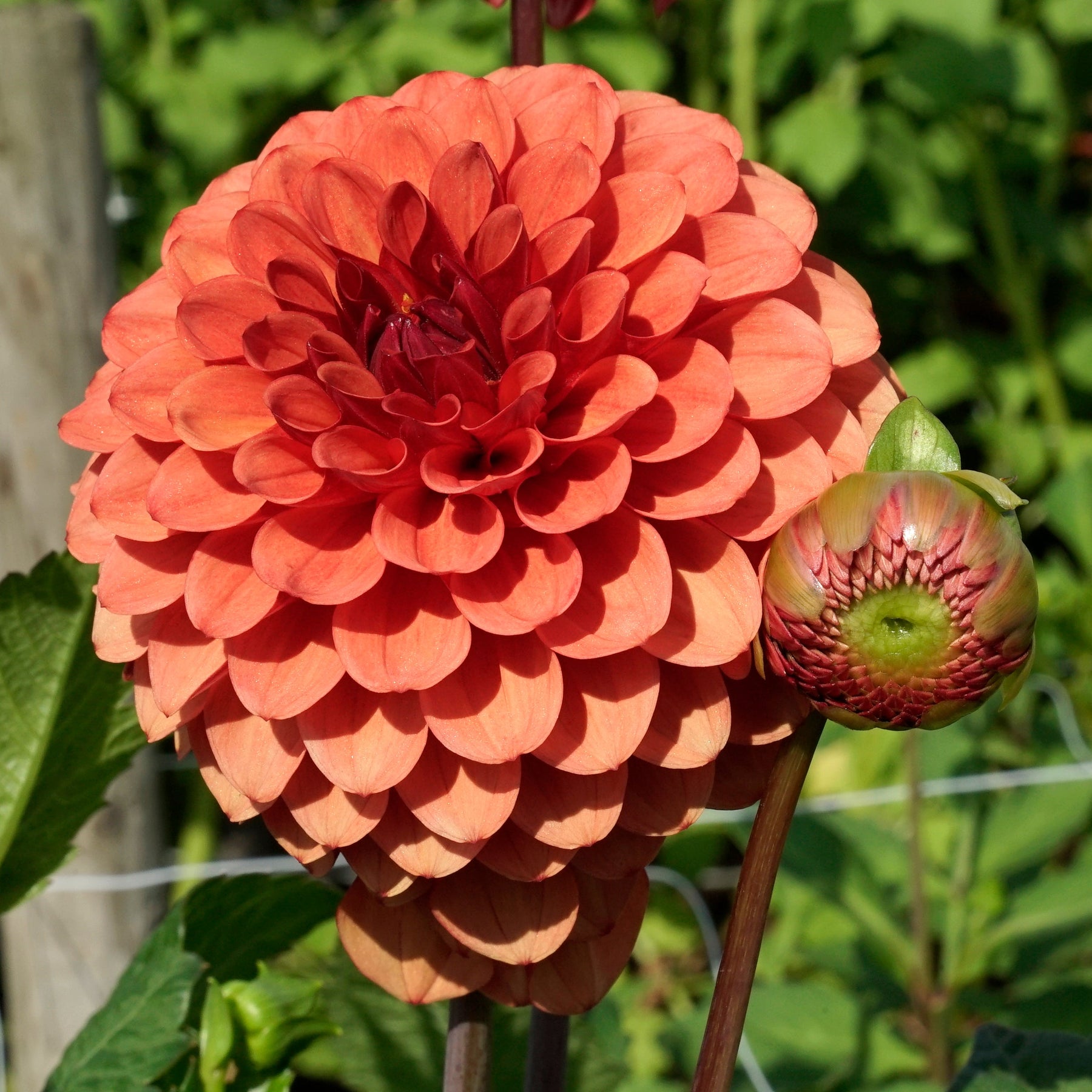 Dahlia Brown Sugar - Dahlias - Fluwel