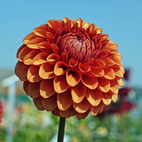 Dahlia Brown Sugar - Dahlias - Fluwel