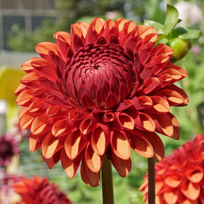 Dahlia Brown Sugar - Dahlias - Fluwel