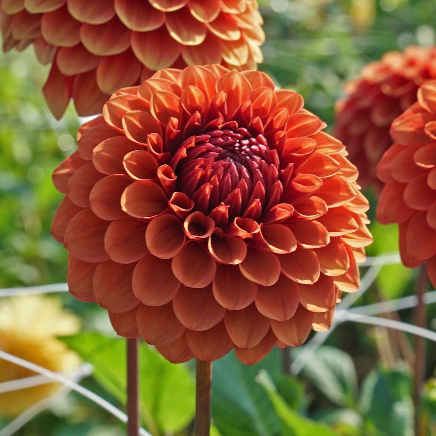 Dahlia Brown Sugar - Dahlias - Fluwel