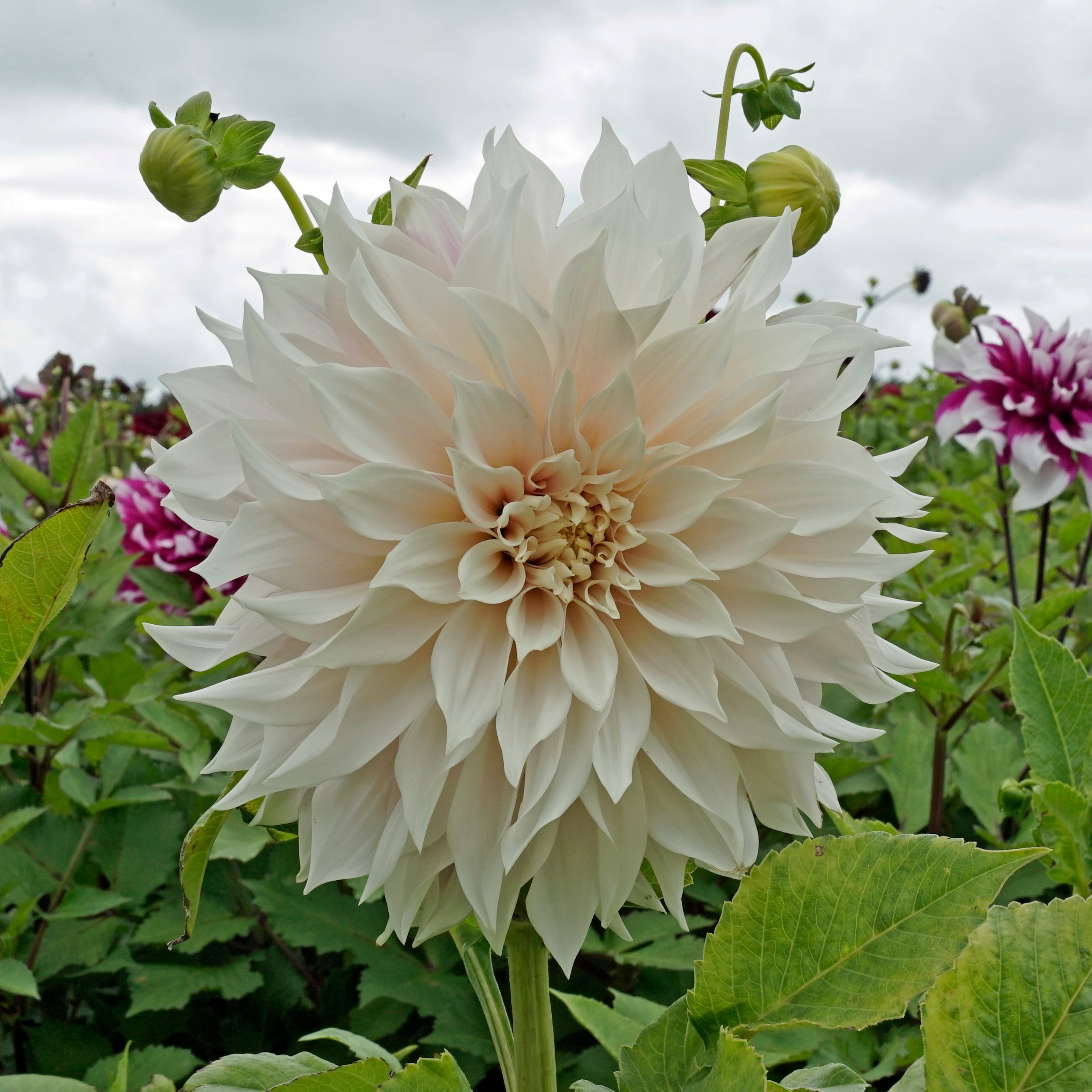 Dahlia Café au Lait - Dahlias - Fluwel