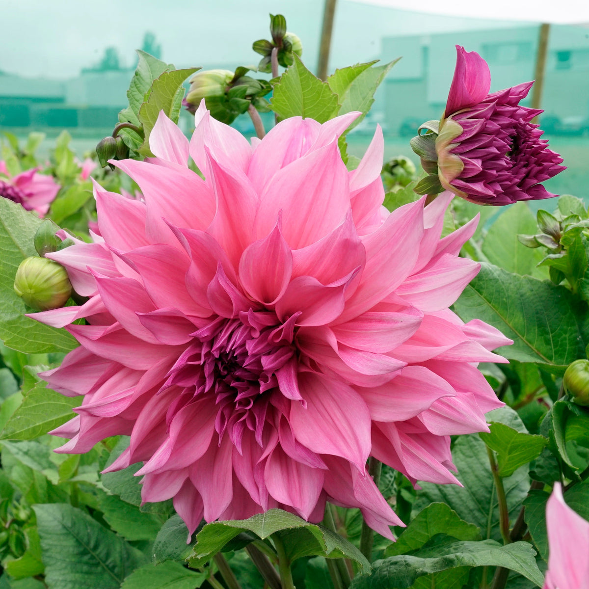 Dahlia Café au Lait Rose - lila dahlia - Fluwel