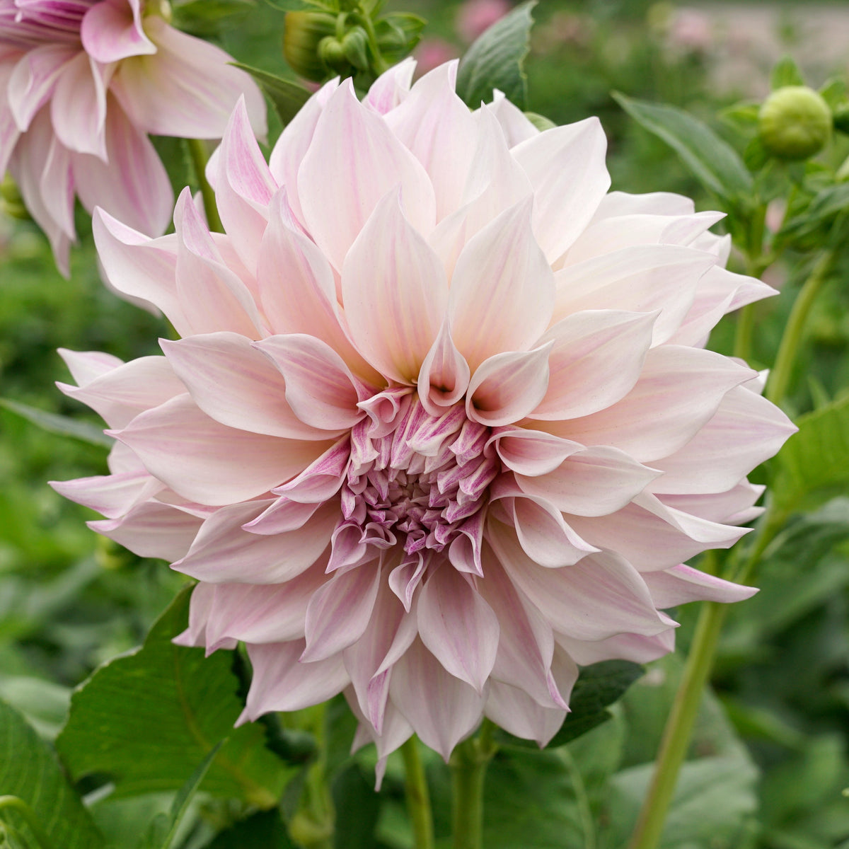 Dahlia Café au Lait Royal - roze dahlia - Fluwel