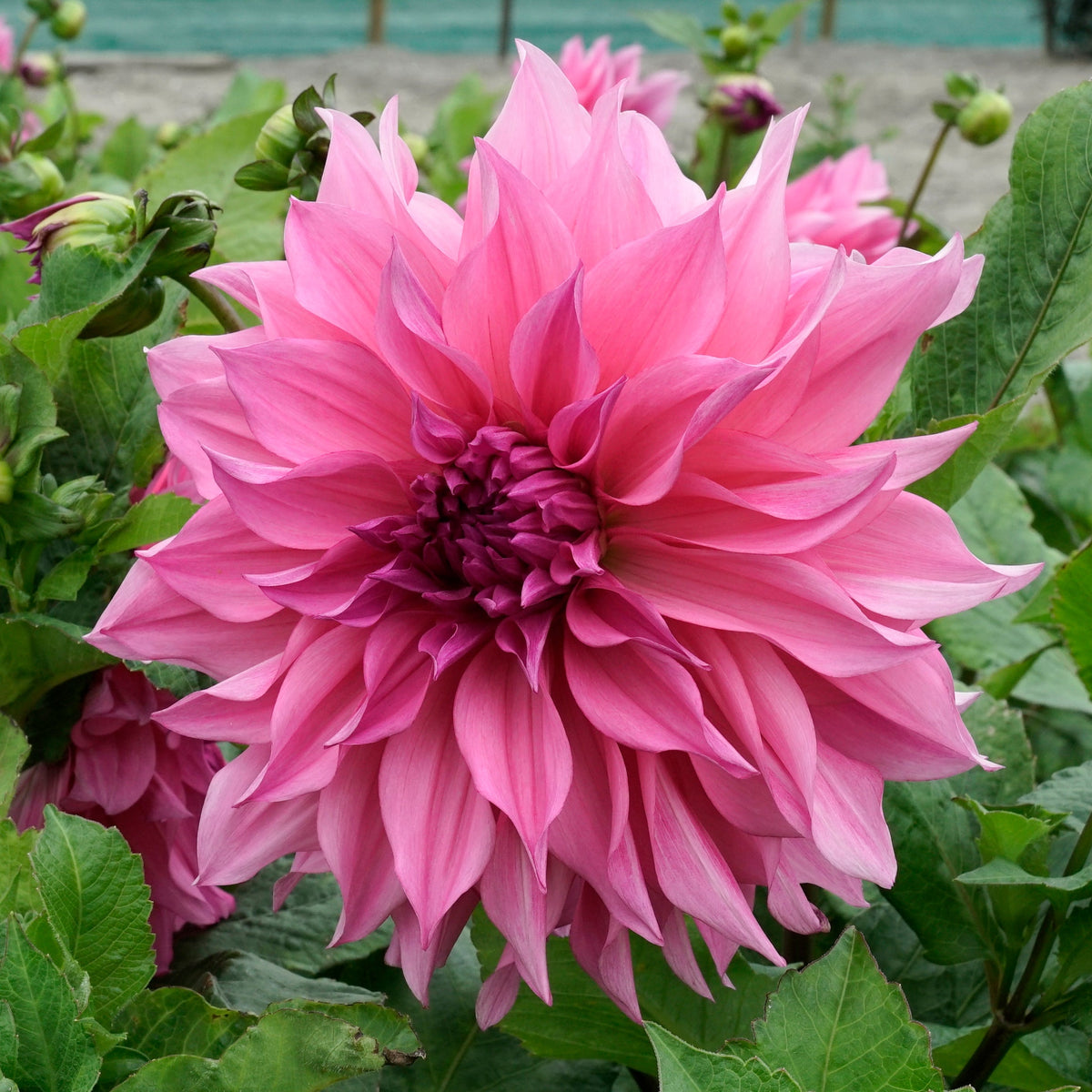 Dahlia Cafe Completo - Dahlias - Fluwel