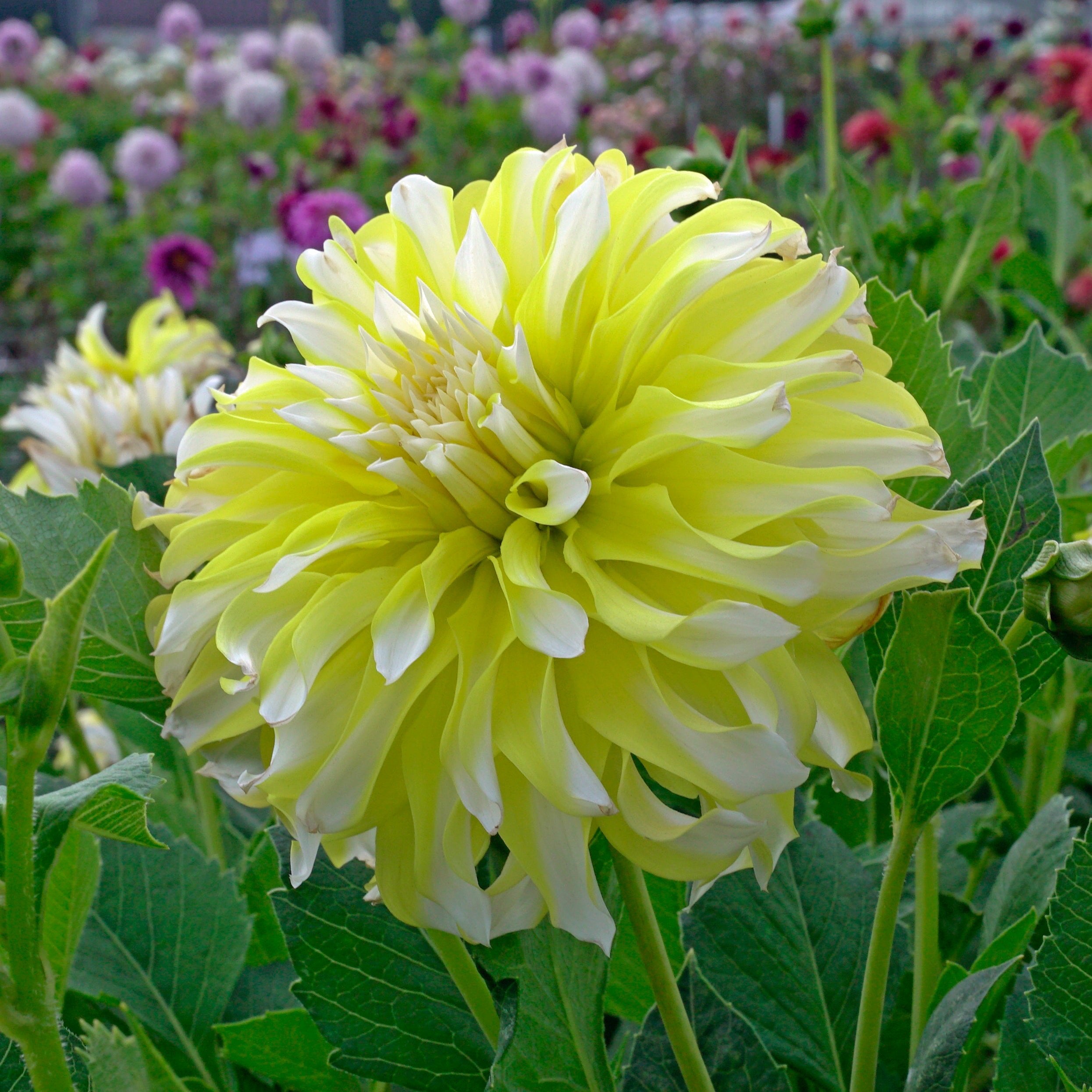 Dahlia Calgary Flames - Dahlias - Fluwel