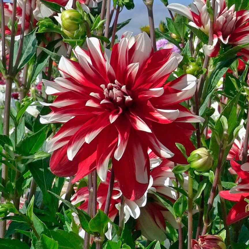 Dahlia Catching Fire - meerkleurige dahlia - Fluwel