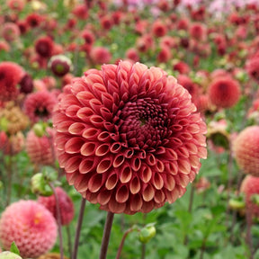 Dahlia Copperboy - Dahlias - Fluwel