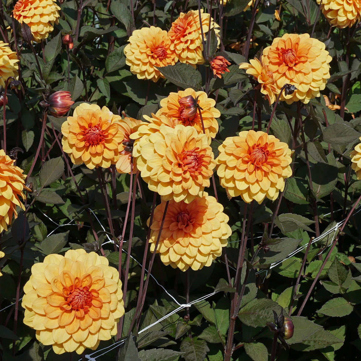 Dahlia David Howard - oranje dahlia - Fluwel