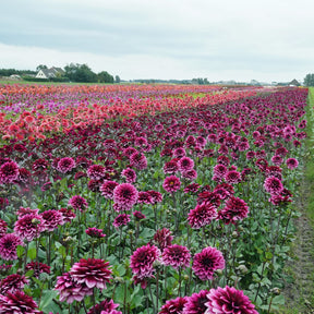 Dahlia Davina Michelle - Dahlias - Fluwel