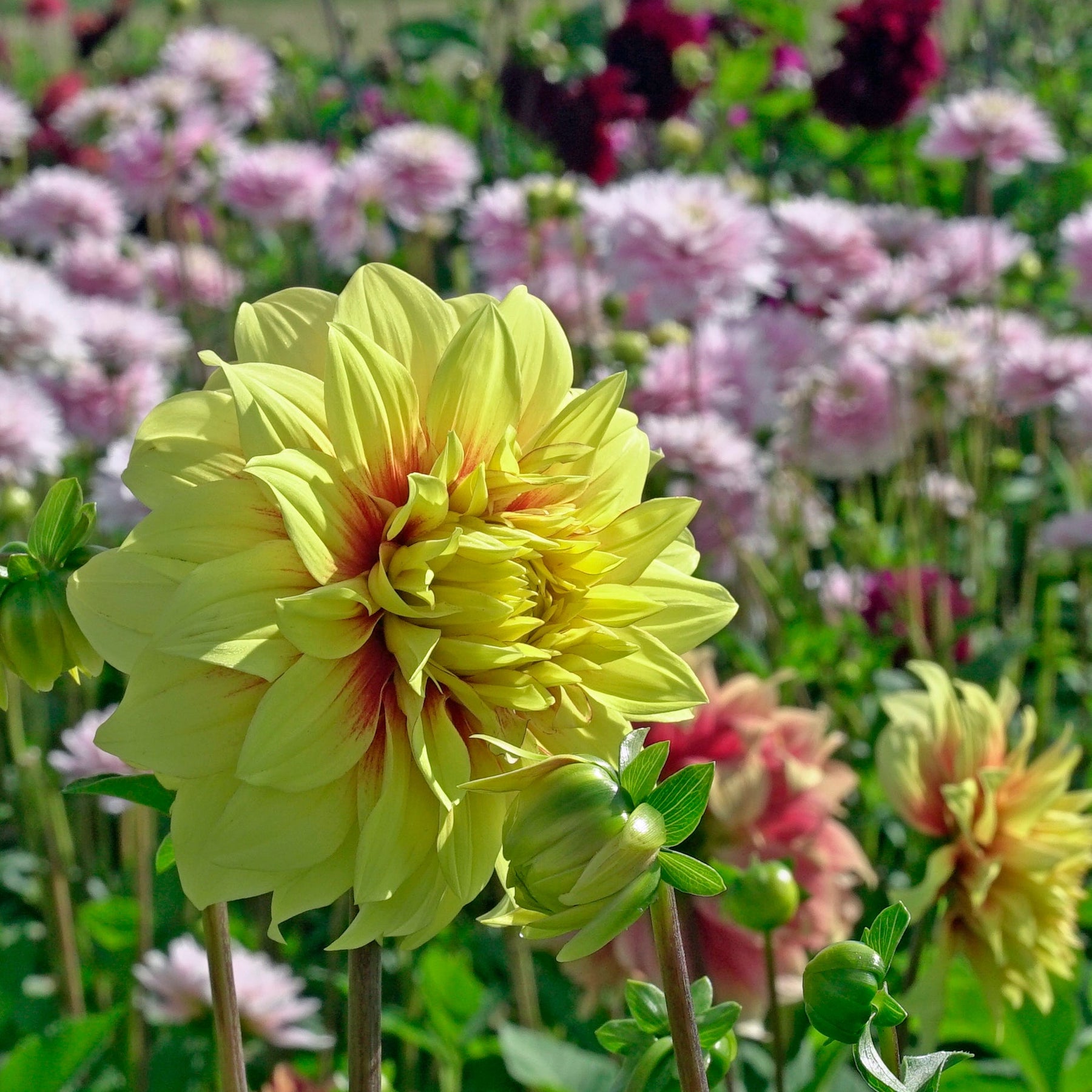 Dahlia Dazzling Sun - Dahlias - Fluwel