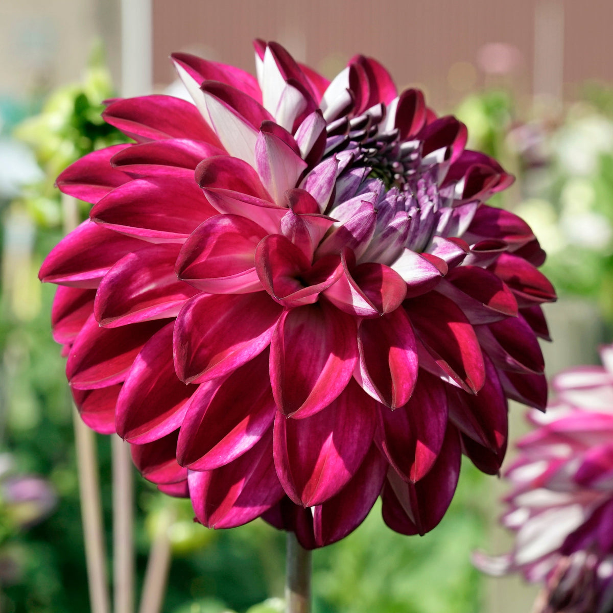 Dahlia Embassy - meerkleurige dahlia - Fluwel