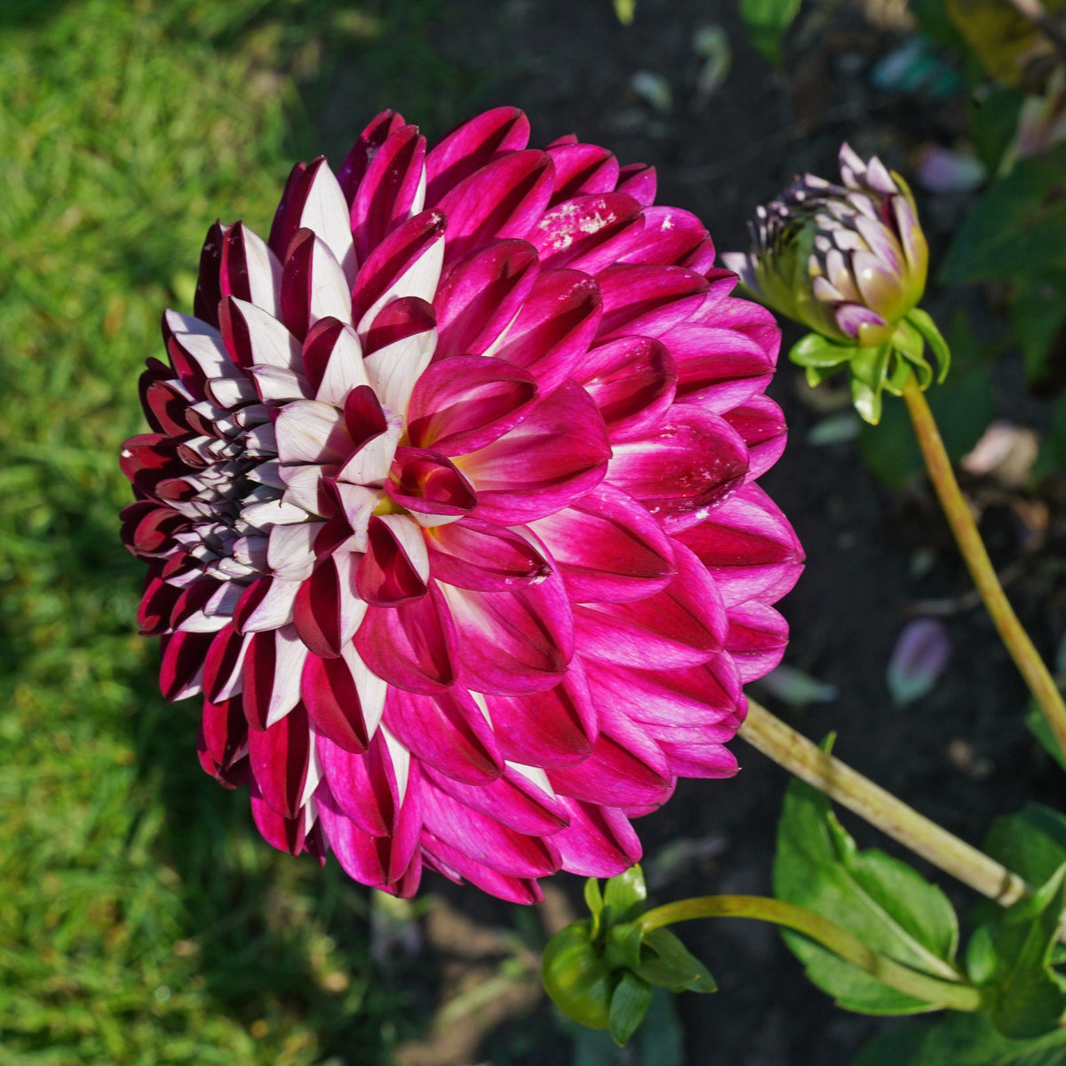 Dahlia Embassy - meerkleurige dahlia - Fluwel