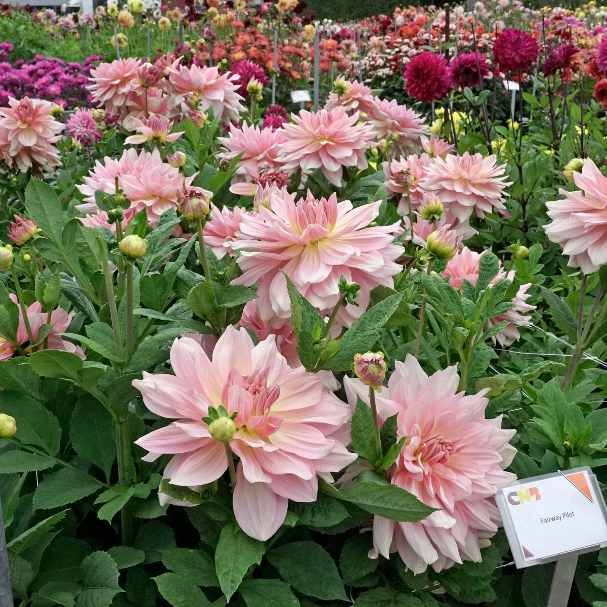 Dahlia Fairway Pilot - roze dahlia - Fluwel