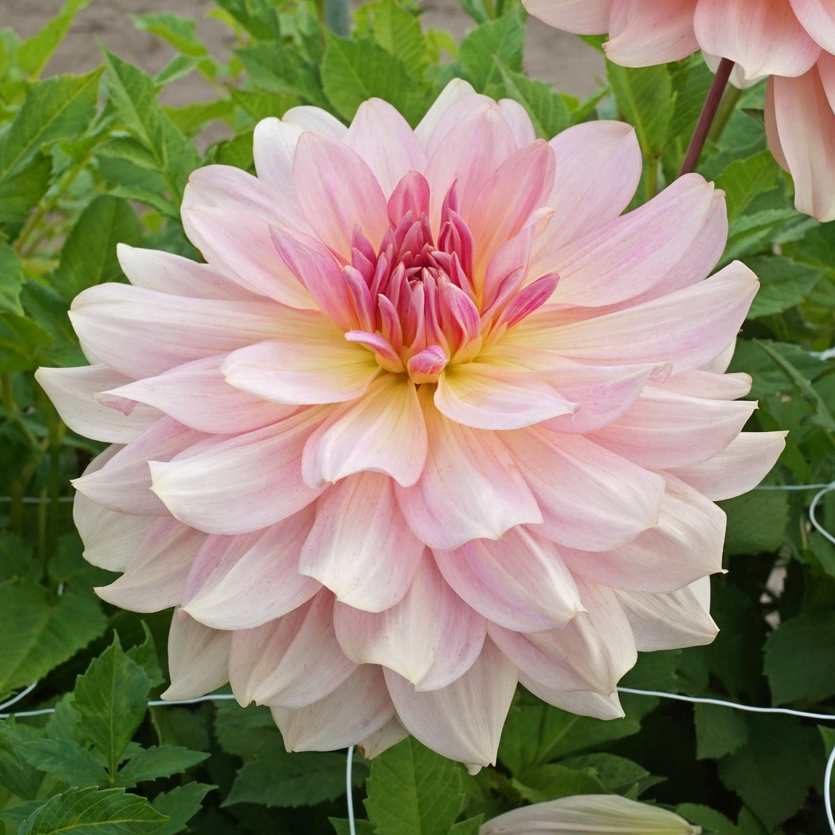 Dahlia Fairway Pilot - roze dahlia - Fluwel