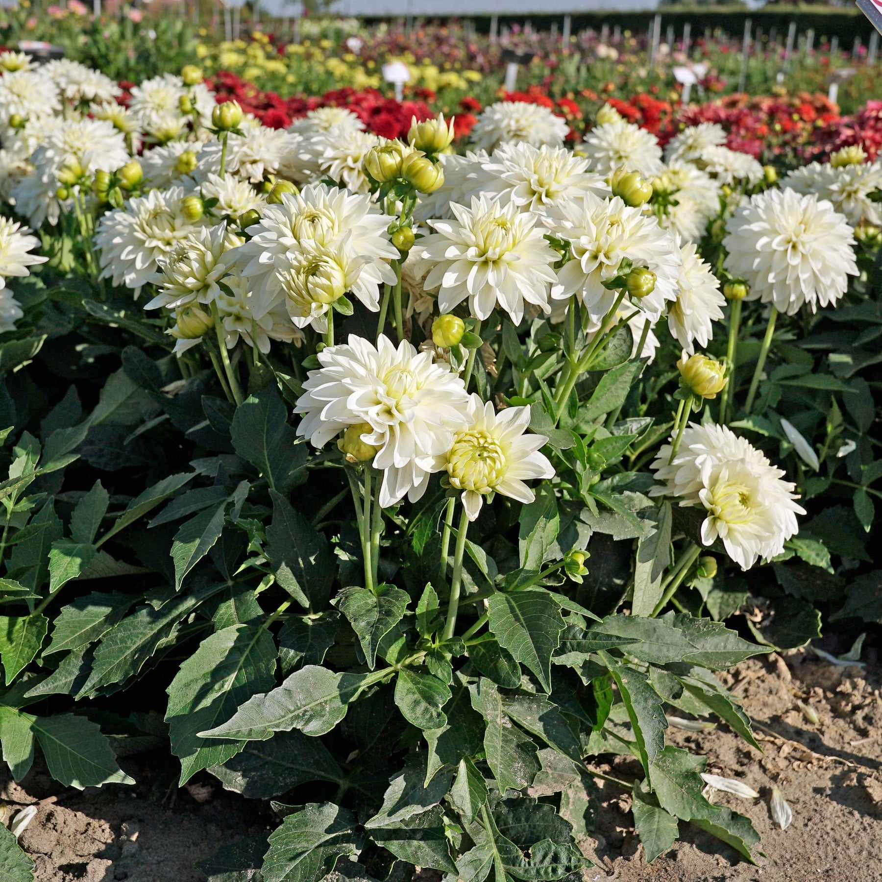 Dahlia Gallery Art Fair - Dahlias - Fluwel