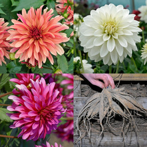 Dahlia Gallery Triple - Dahlias - Fluwel