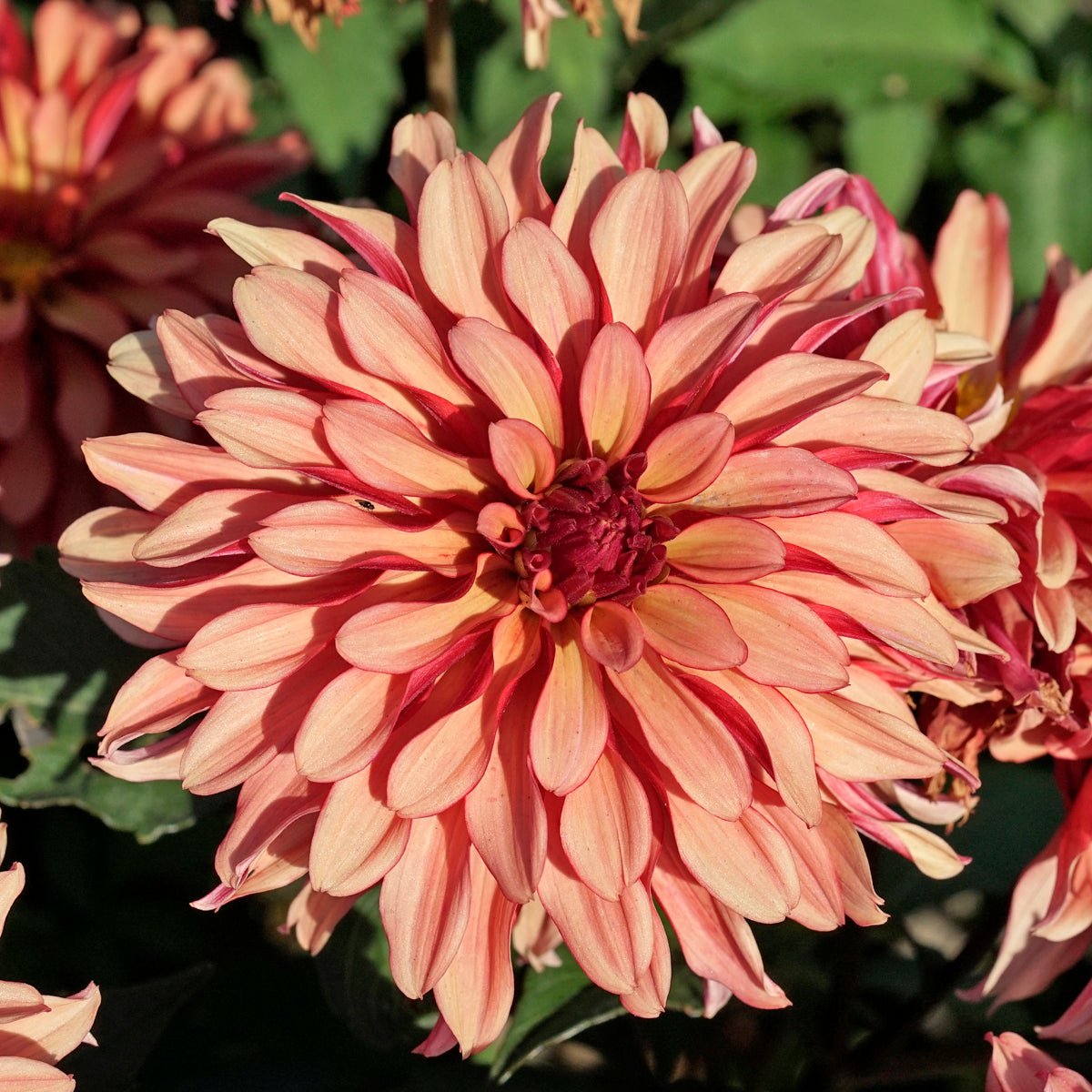 Dahlia Gallery Art Deco - oranje dahlia - Fluwel