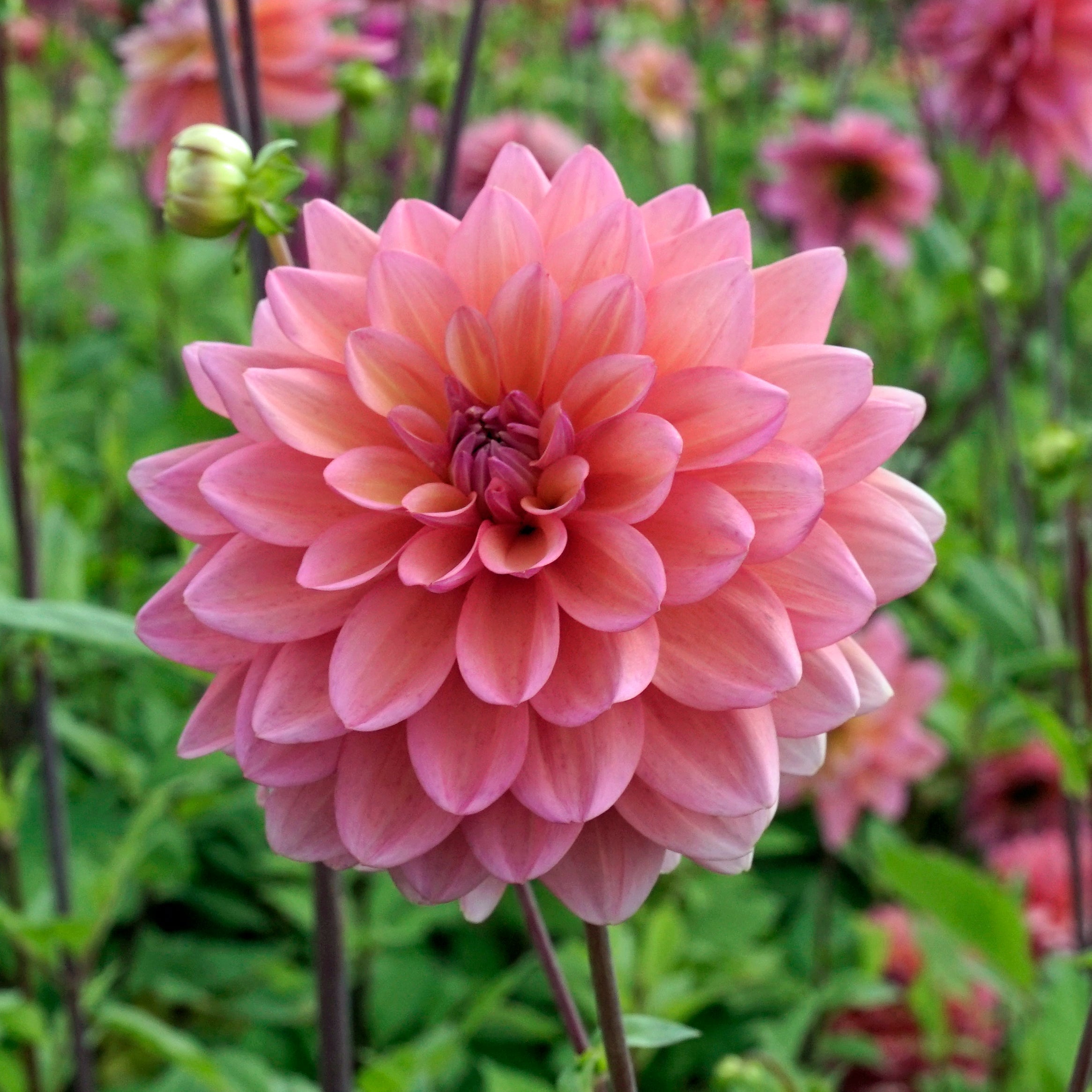 Dahlia Great Silence - meerkleurige dahlia - Fluwel