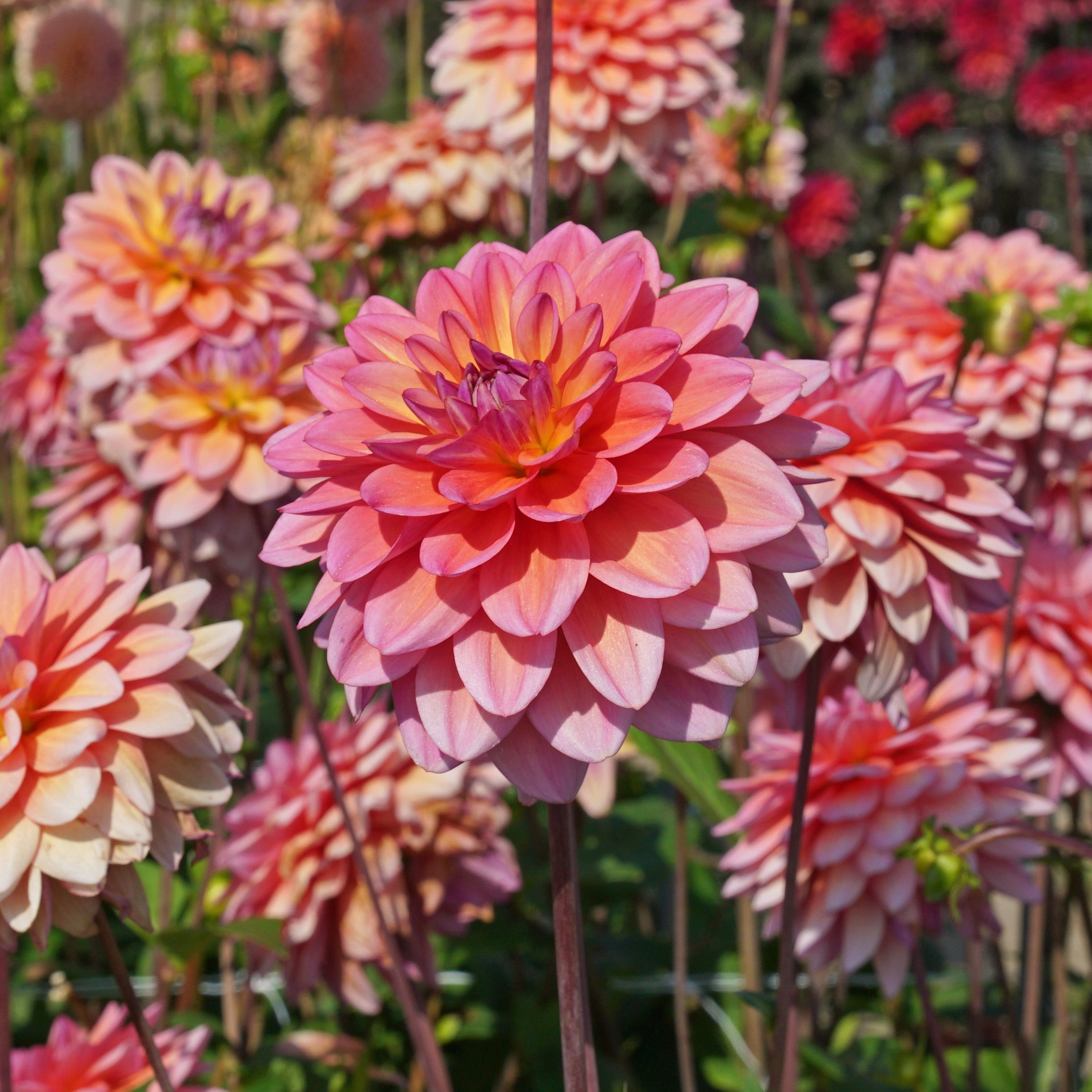 Dahlia Great Silence - meerkleurige dahlia - Fluwel