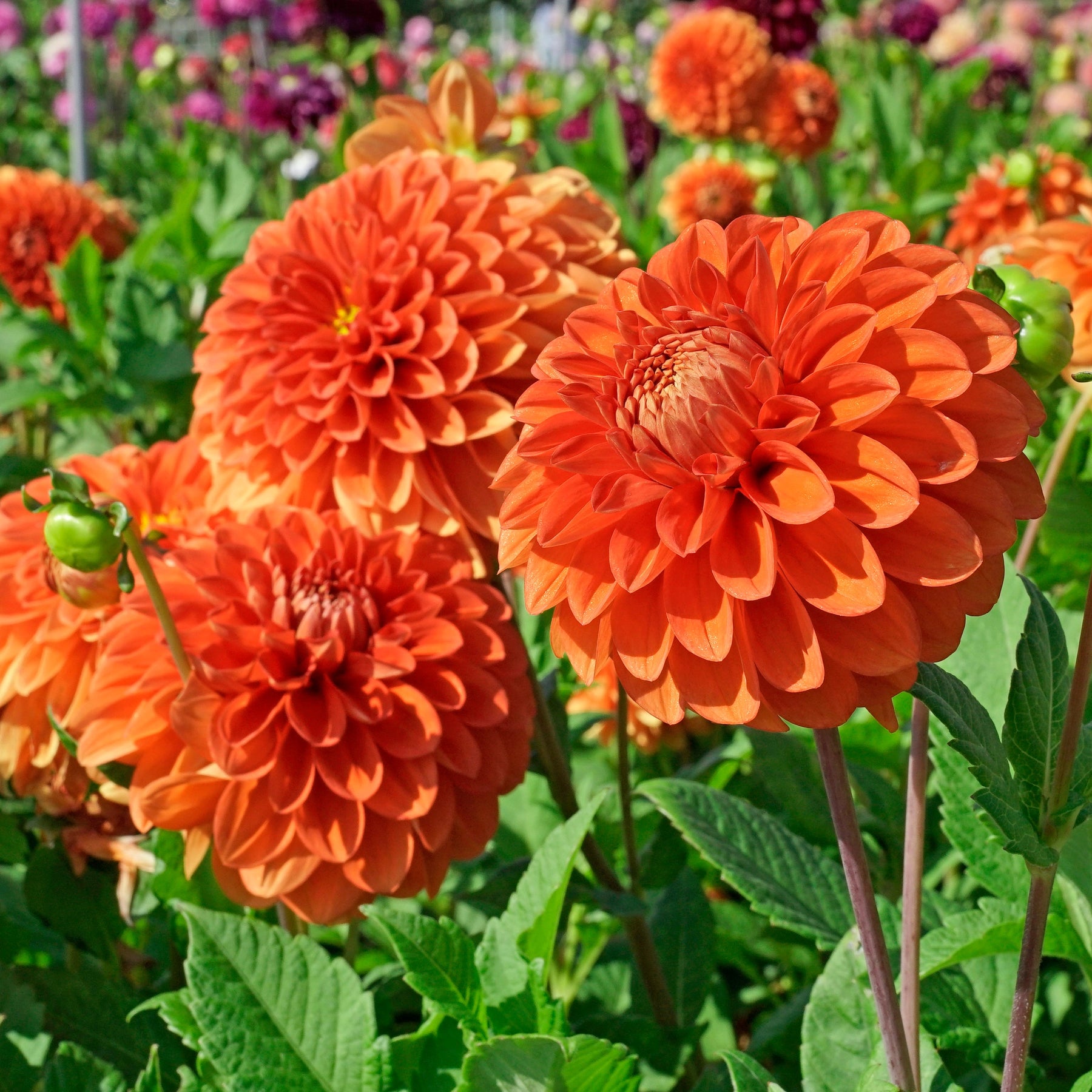 Dahlia Happy Halloween - Dahlias - Fluwel