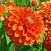 Dahlia Happy Halloween - Dahlias - Fluwel