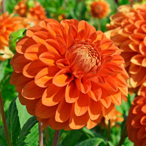 Dahlia Happy Halloween - Dahlias - Fluwel