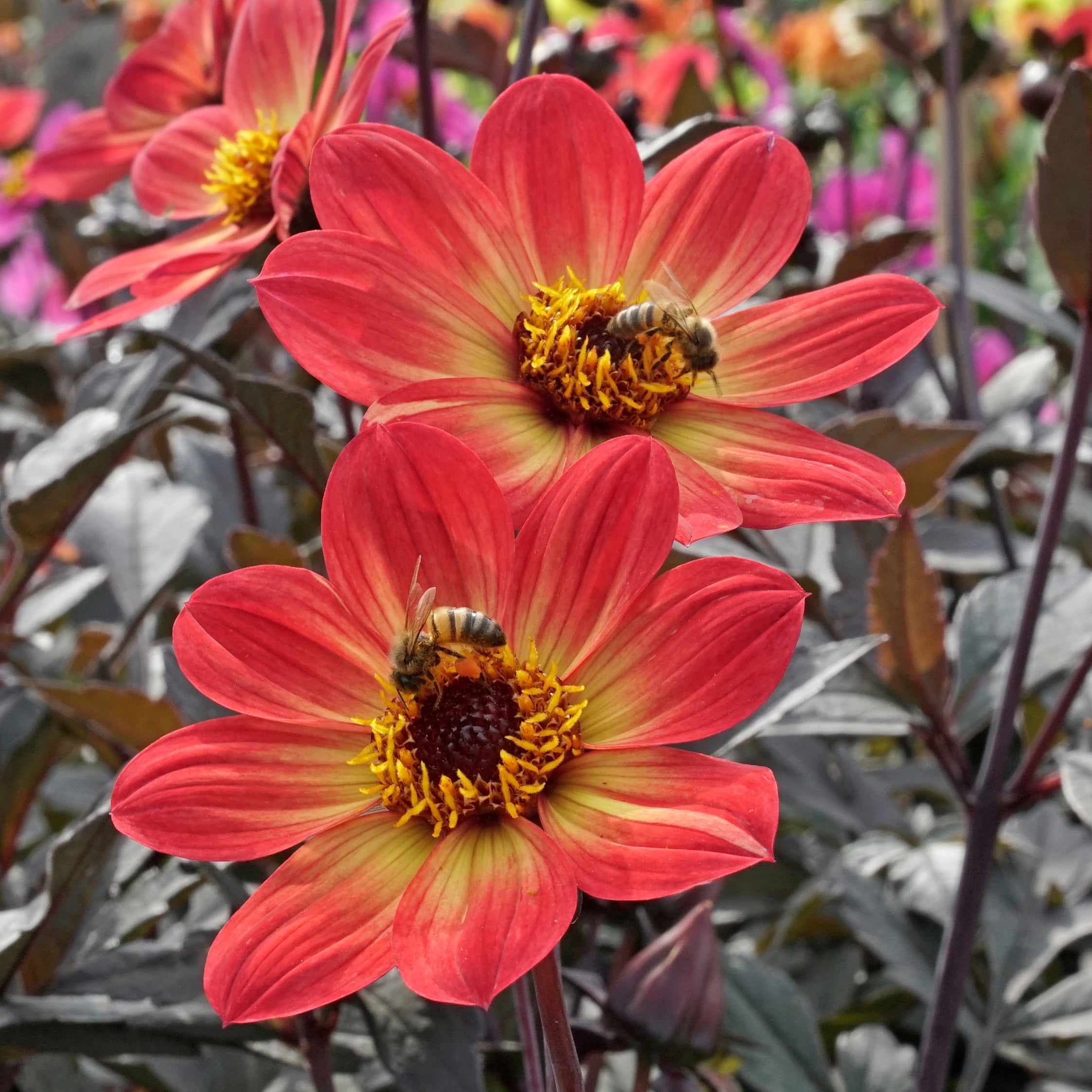 Dahlia Happy Single Flame - Dahlias - Fluwel