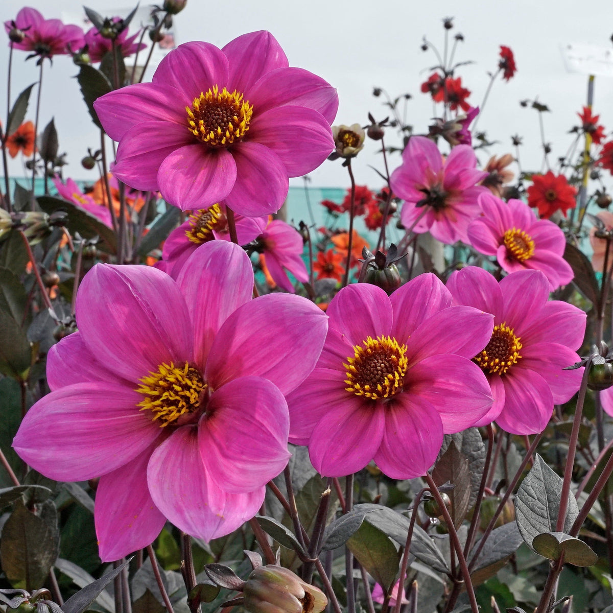 Dahlia Happy Single Juliet - lila dahlia - Fluwel