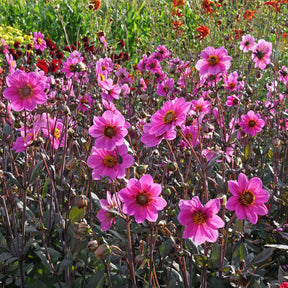Dahlia Happy Single Juliet - Dahlias - Fluwel