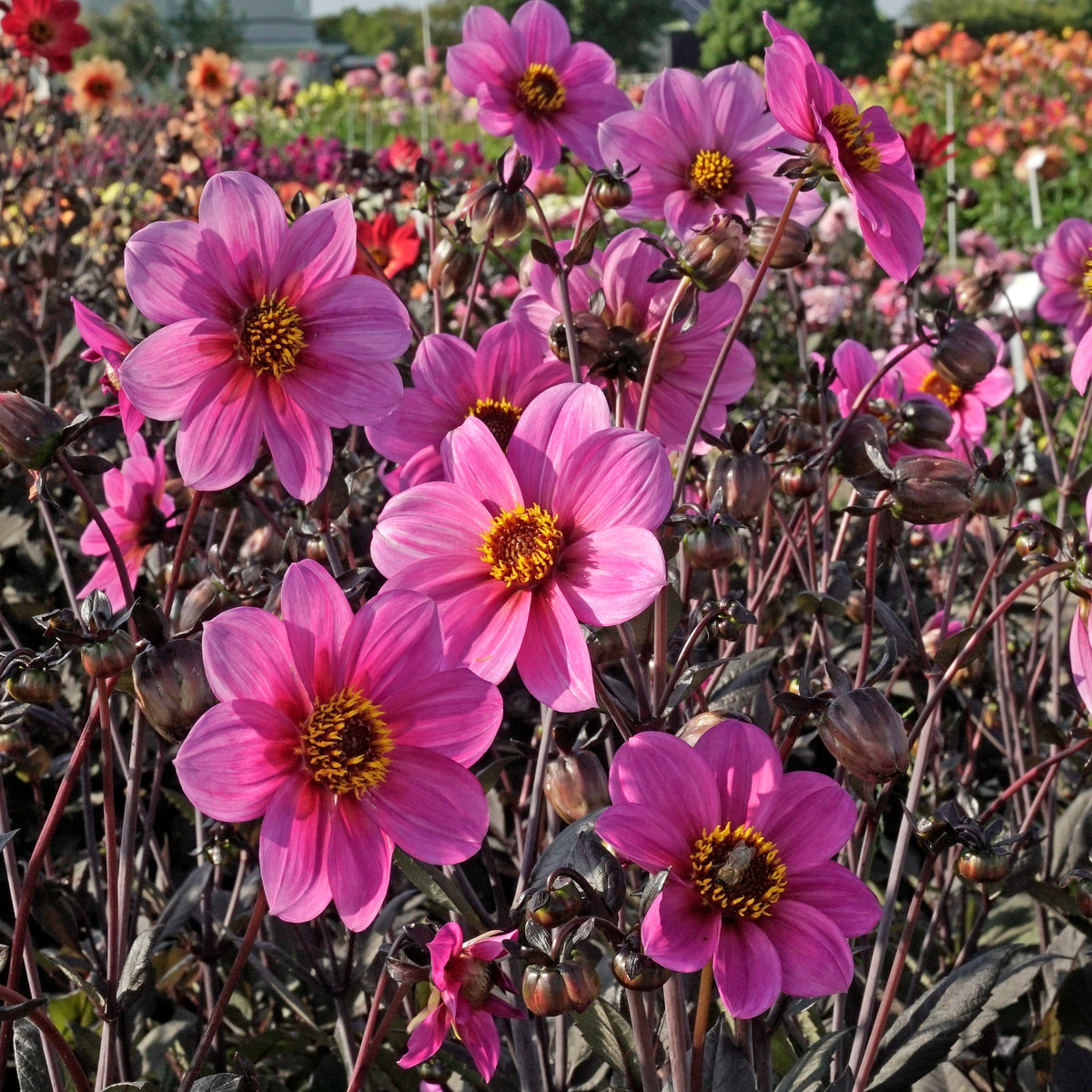 Dahlia Happy Single Juliet - lila dahlia - Fluwel