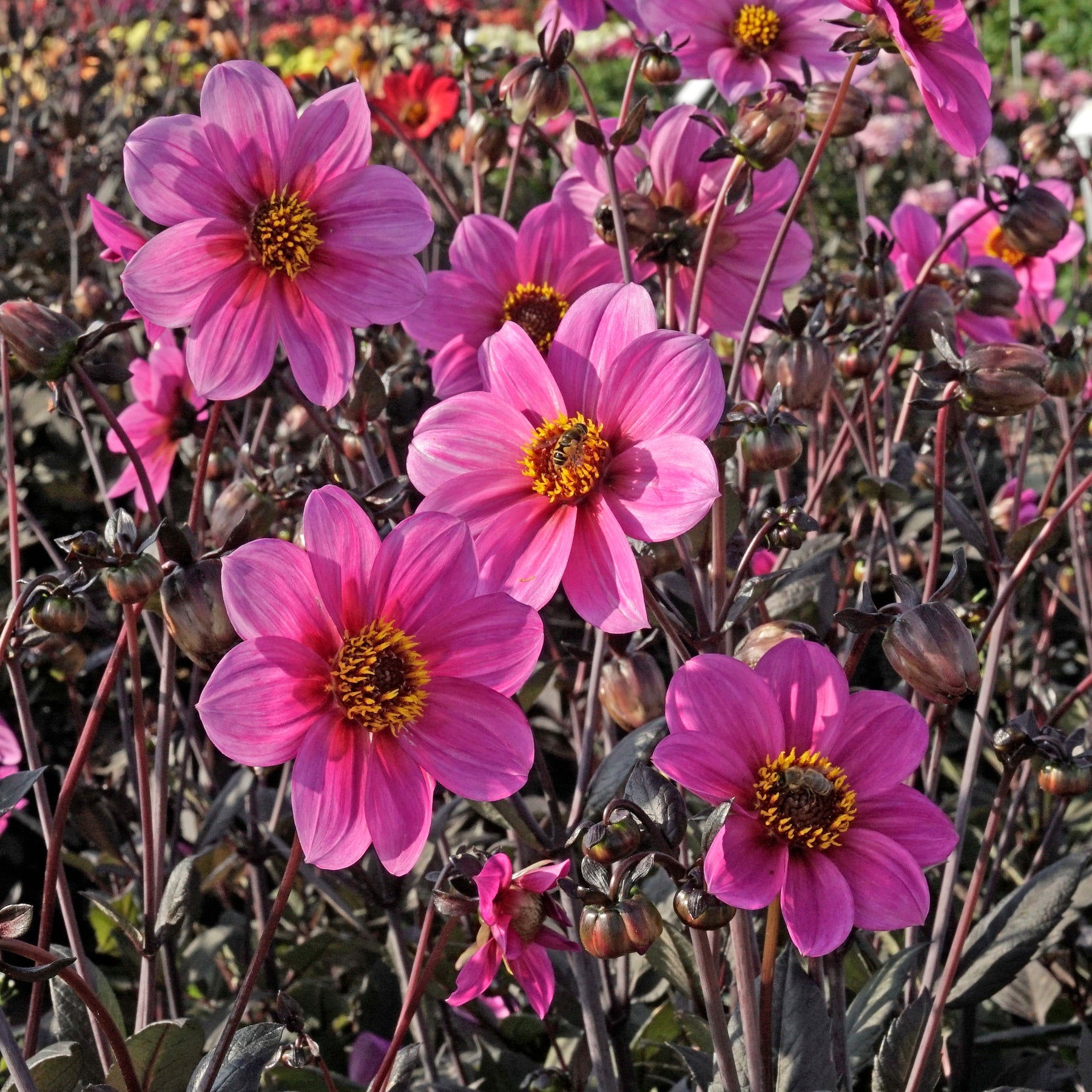 Dahlia Happy Single Juliet - Dahlias - Fluwel