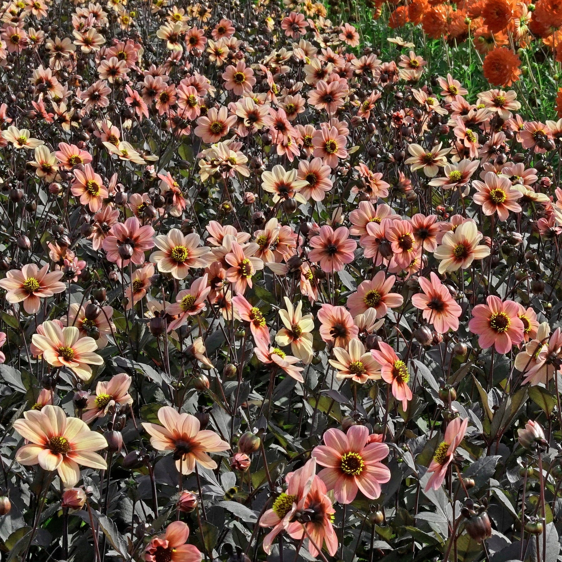 Dahlia Happy Single Kiss - Dahlias - Fluwel