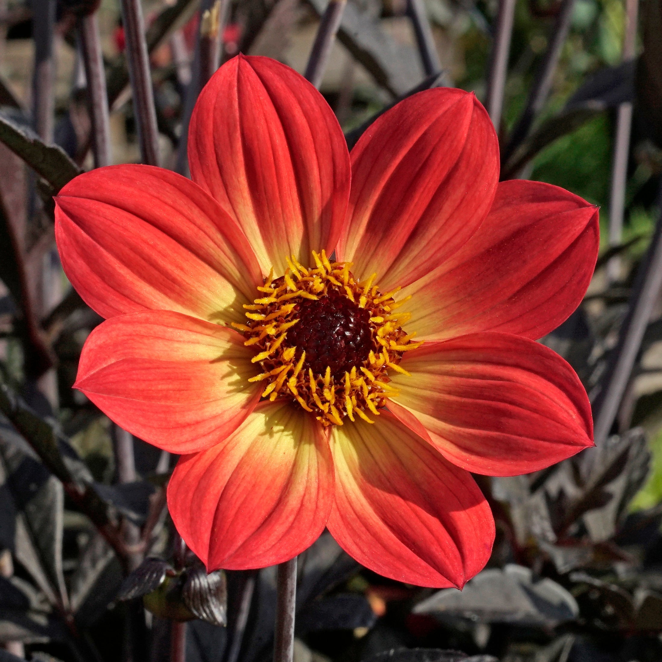 Dahlia Happy Treesome - Dahlias - Fluwel